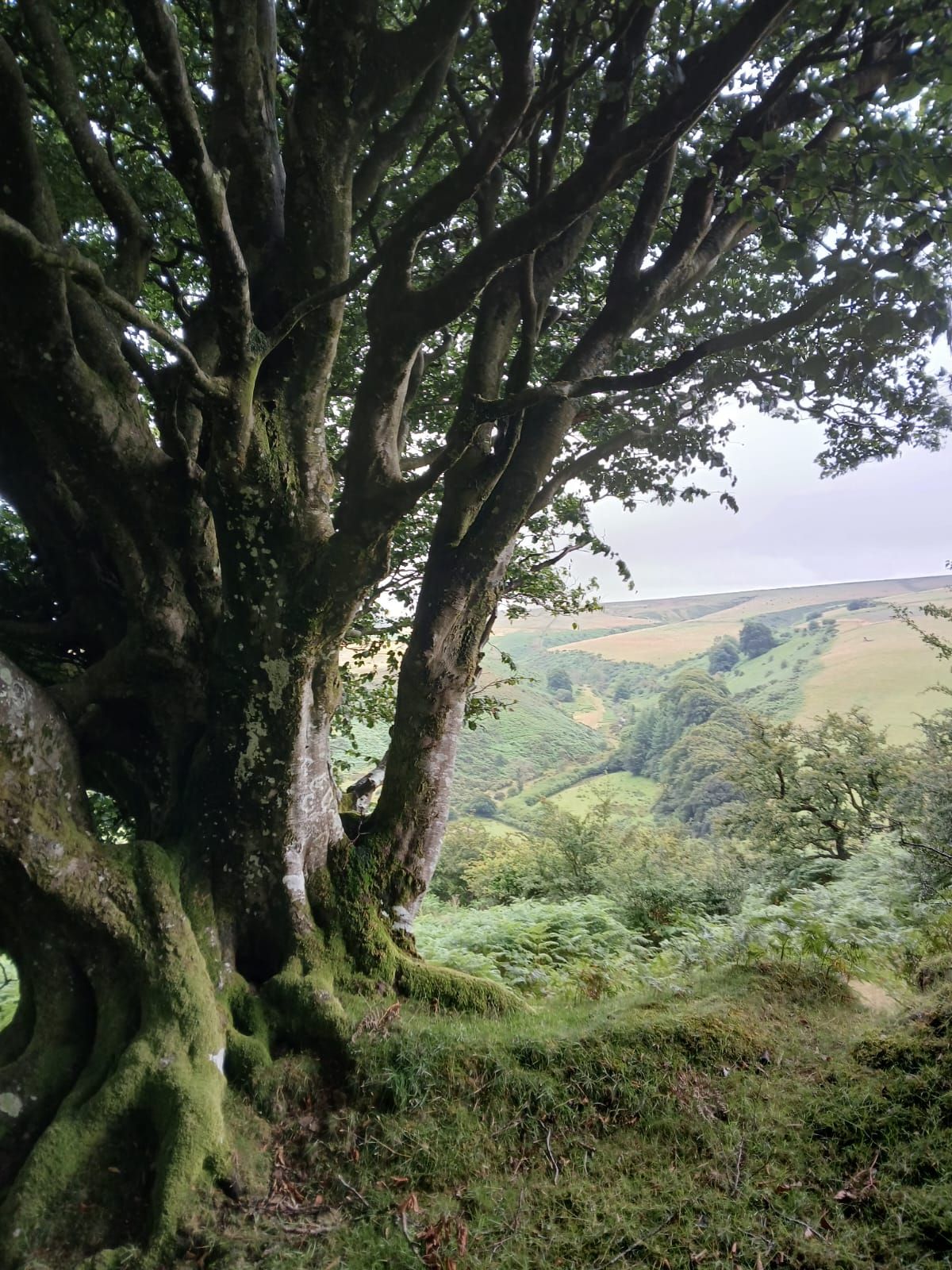 Trees & Moss